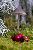 Mushroom, cranberries and lichen