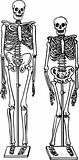 Human skeletons