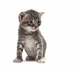 Baby Cute Kitten on a White Background
