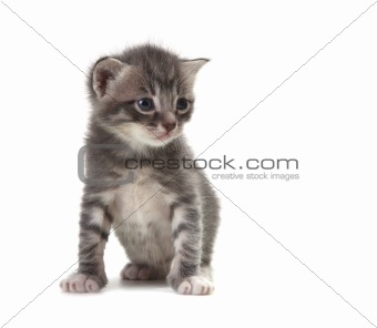 Baby Cute Kitten on a White Background