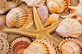 seashells and seastar