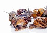 land snails