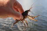big crayfish