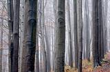 A beech forest