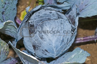 cultivation of blue kale