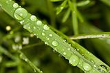 grass with raindrops