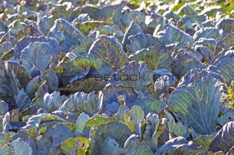biological cultivation of kale