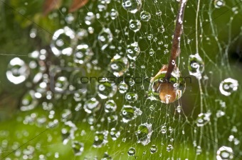 spider web with raindrops