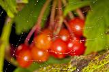 spiderweb with raindrops and berries 