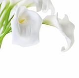White Cala Lilies 