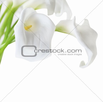 White Cala Lilies 