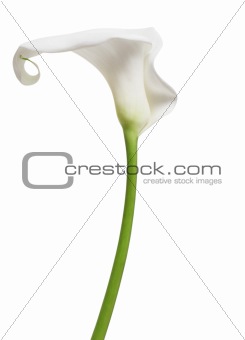 One white Cala Lily 