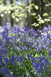 Bluebells Growing In Woodland