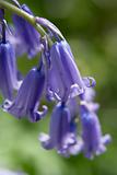 Close-Up Of Bluebells