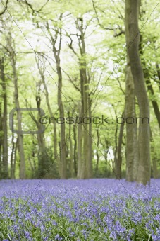 Bluebells Growing In Woodland
