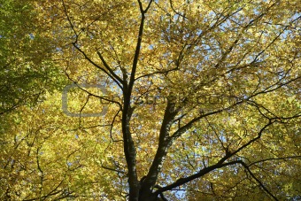 Tree Canopy In Autumn