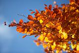 Orange Leaves On A Tree In Autumn