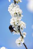 Bumblebee Collecting Pollen From Apple Blossom