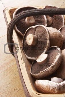 Basket Of Freshly Picked Mushrooms