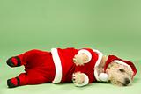 Samll Dog In Santa Costume Lying Down