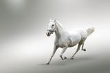 Isolated picture of white horse in motion