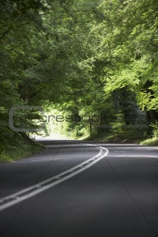 Country Road Lined By Large Green Trees