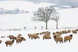 Sheep Standing In A Snow Filled Field