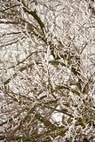 Snow And Ice Gathering On Tree Branches