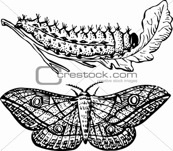 Larva and butterfly