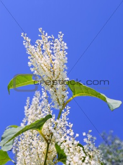 Plant with white flowers 
