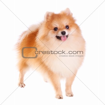 Pomeranian Dog 