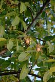 Ripe walnut on tree