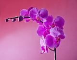 Purple orchids