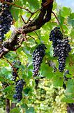 Black Grapes, vertical