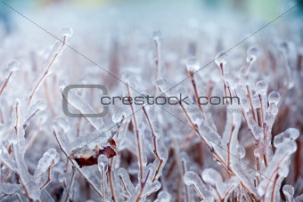 Close-up of ice on a tree in winter