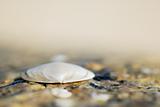 Macro image of one shell on sand.