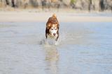 Husky dog splashing through the sea.