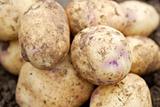 Freshly harvested organic potatoes.