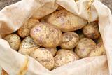 Sack of freshly harvested organic  potatoes.