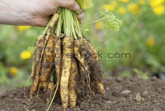 Holding bunch of yellow carrots.