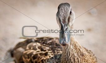 Close up duck