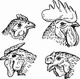 Heads of hens and cock