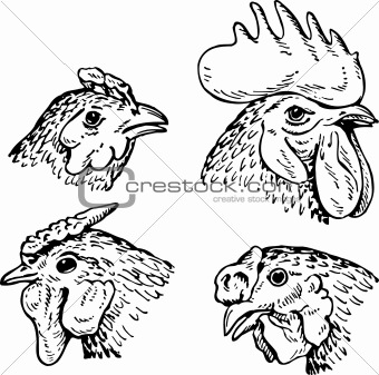 Heads of hens and cock