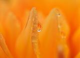 Dewdrop on flower