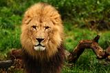 Majestic lion portrait