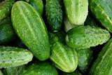 Fresh small cucumbers for sale at market.