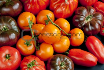 still life of tomatoes