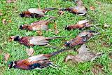 excludes of caught pheasants