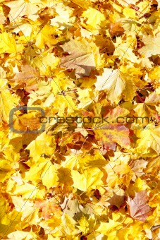 autumnal leaves