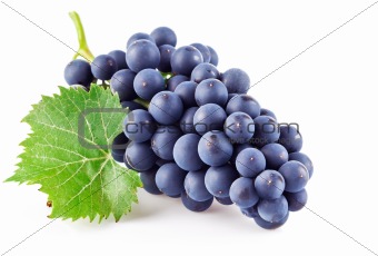 blue grapes with green leaf